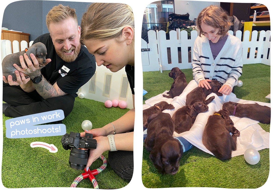 puppy therapy events london