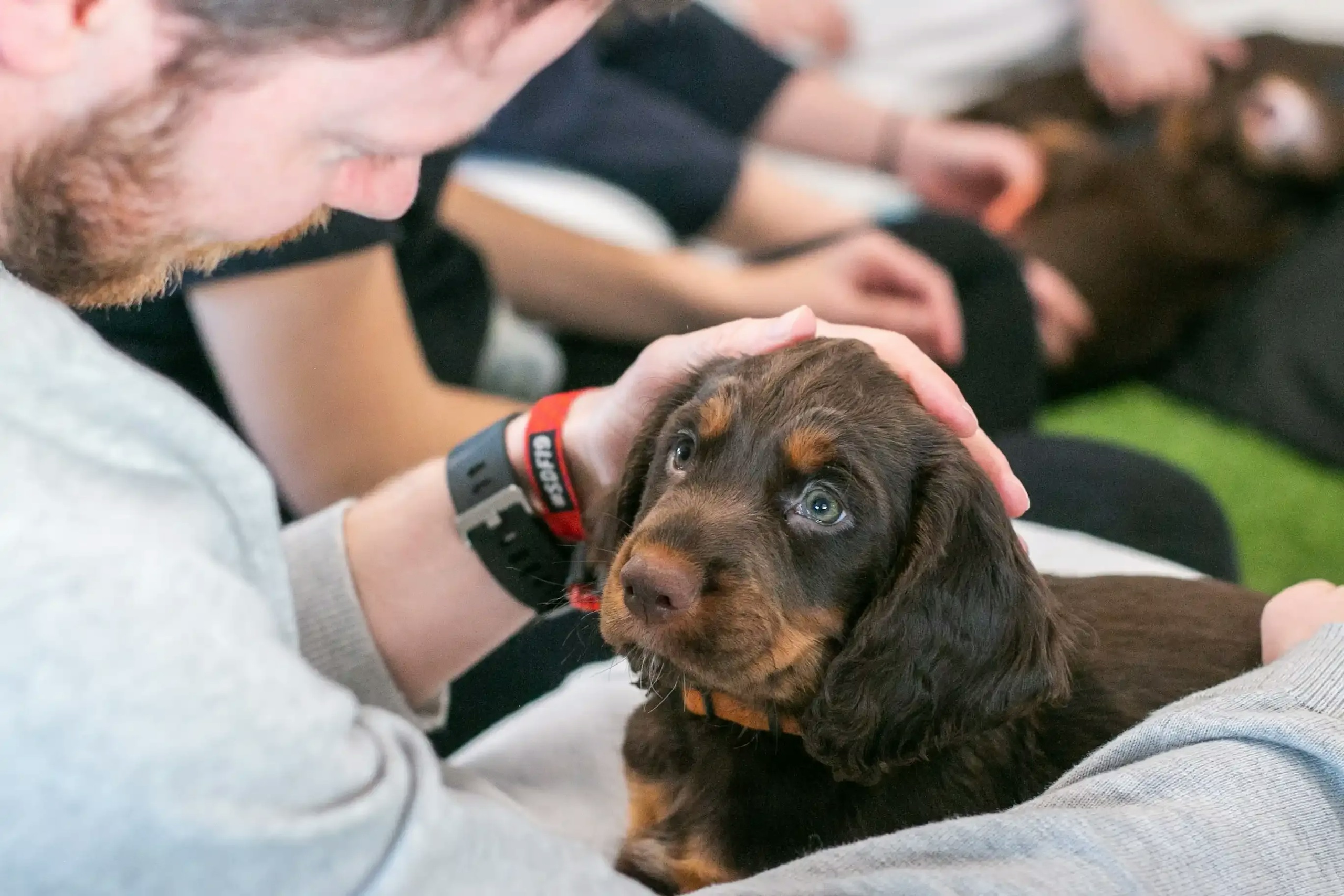 puppy cuddles impact on mental health