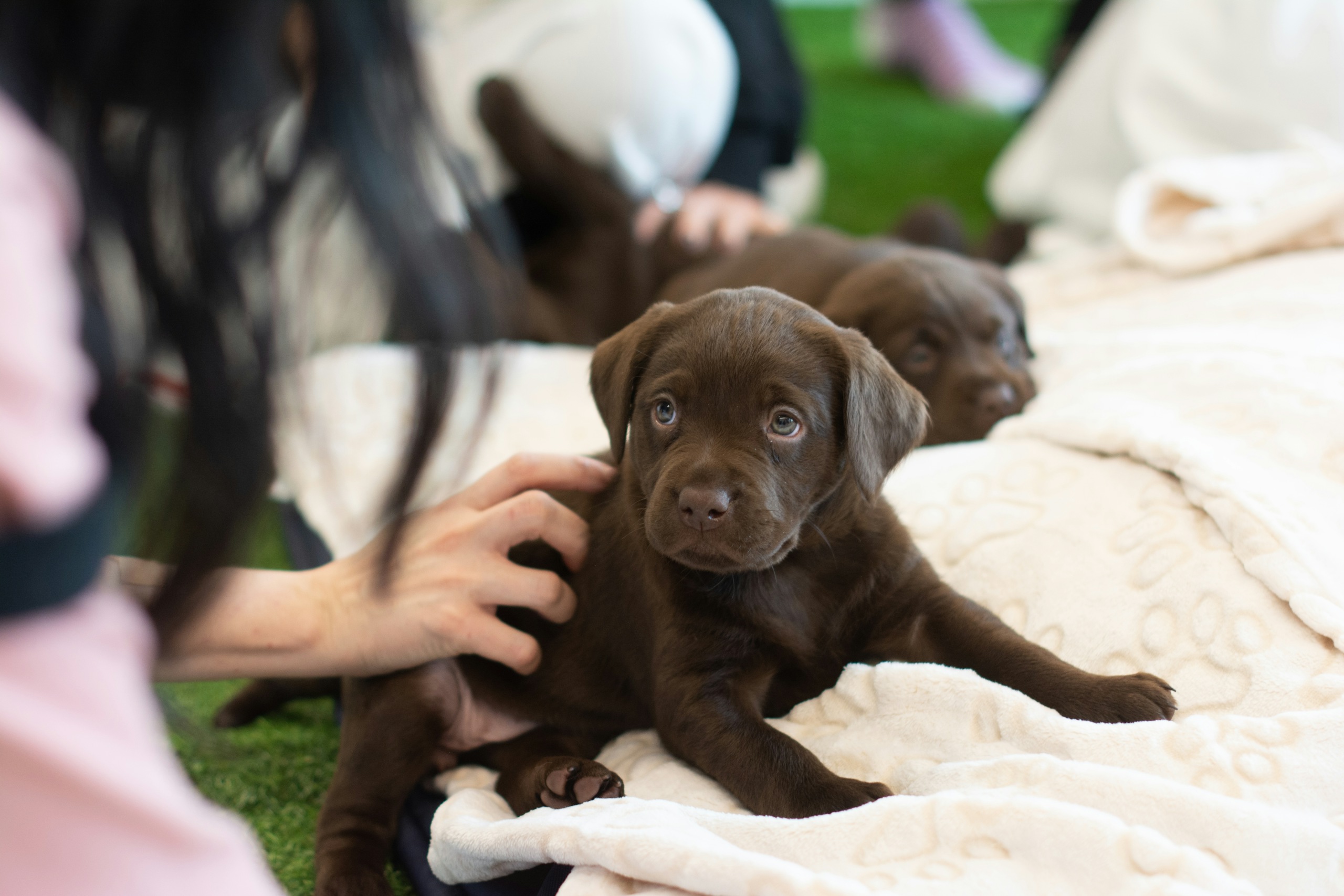 ethical dog breeders