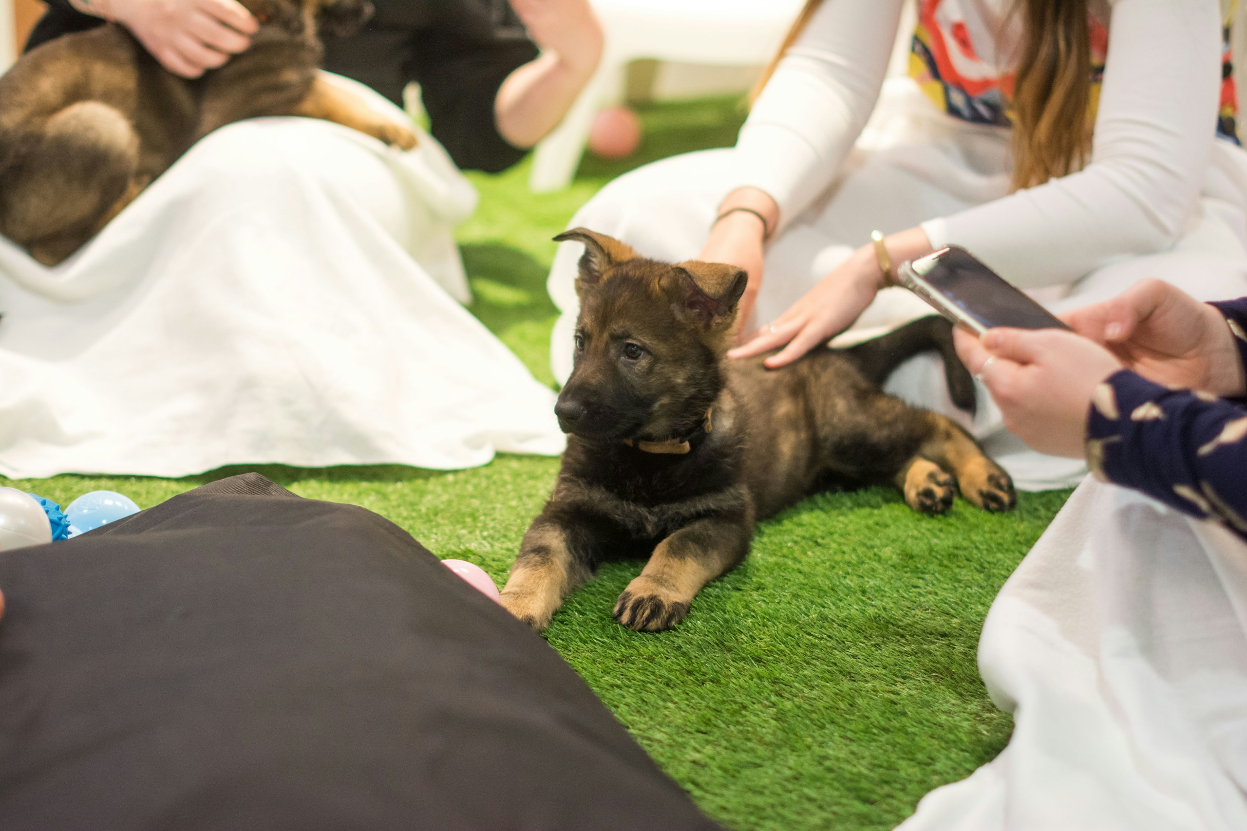 welcoming your pup into their new home