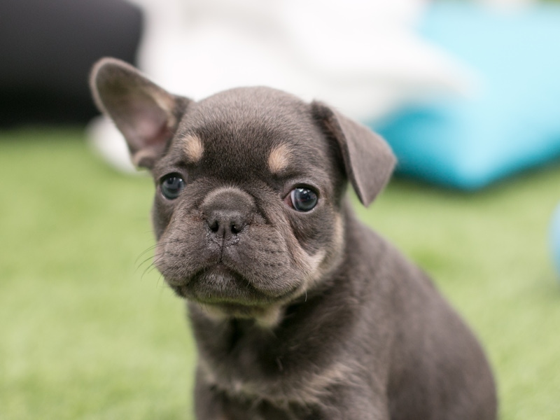 Brachycephalic dogs what to look for 202001 PIW Intituit 6889