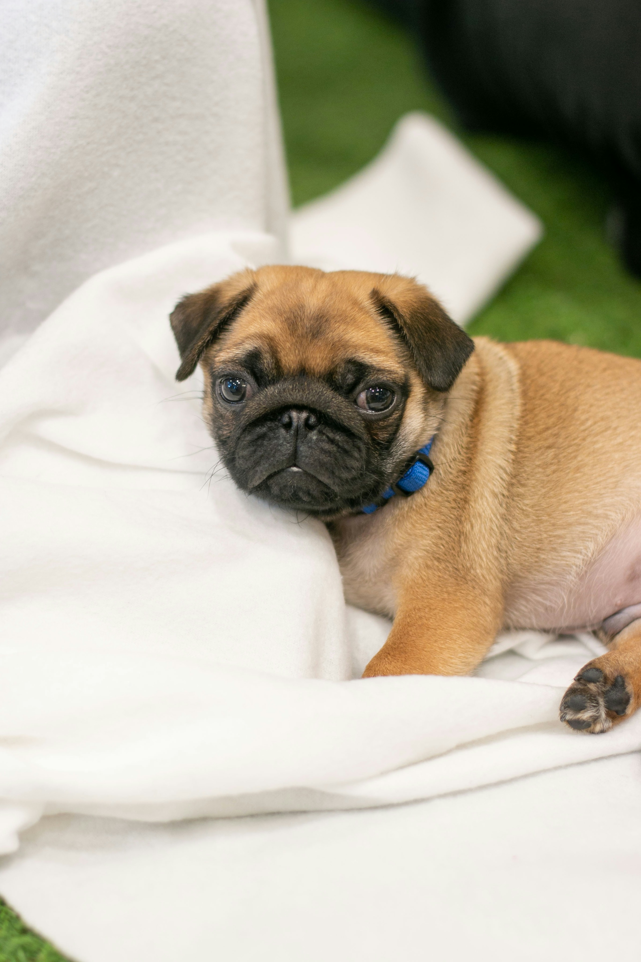 Brachycephalic dogs what to look for 202110 Knight Frank 8670 HW
