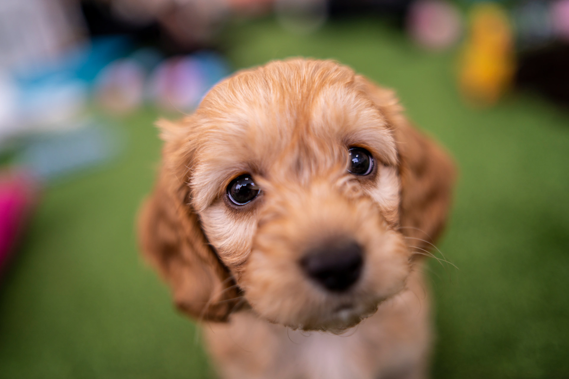 Presentation Cockapoo Breed spotlight: Cockapoo