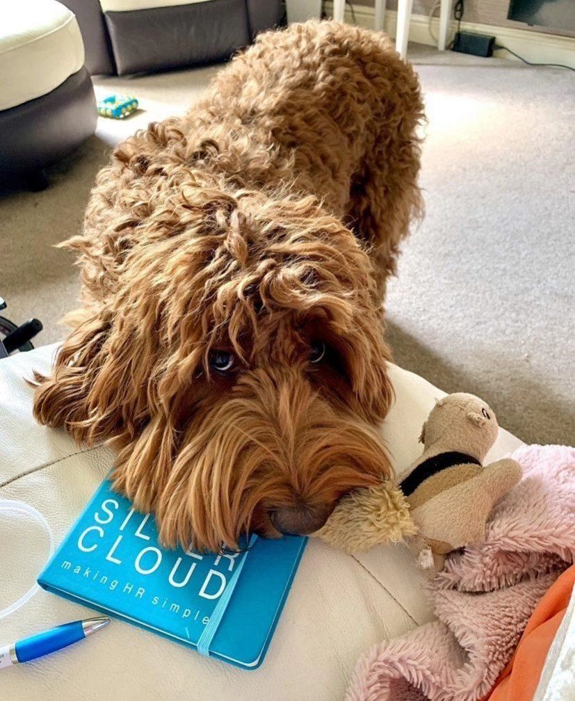 Paws in Work | office dogs riff & sarah