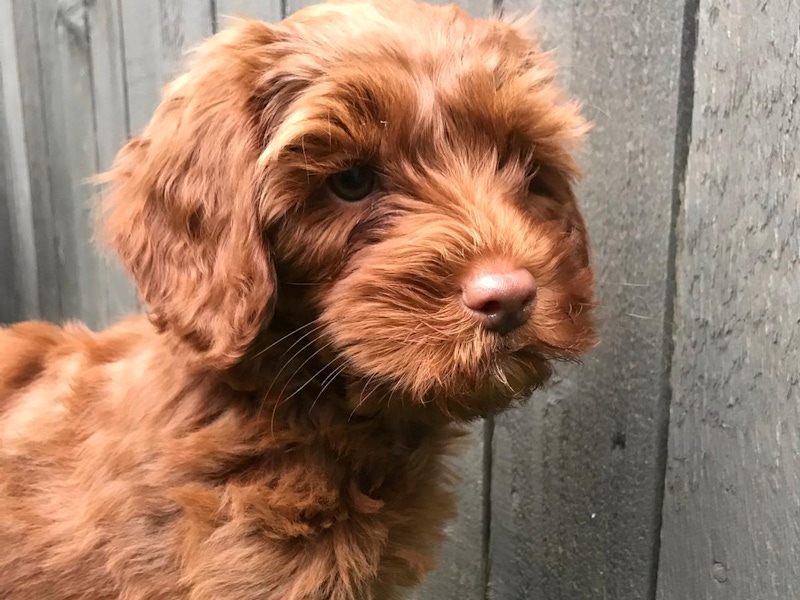 Pup fence