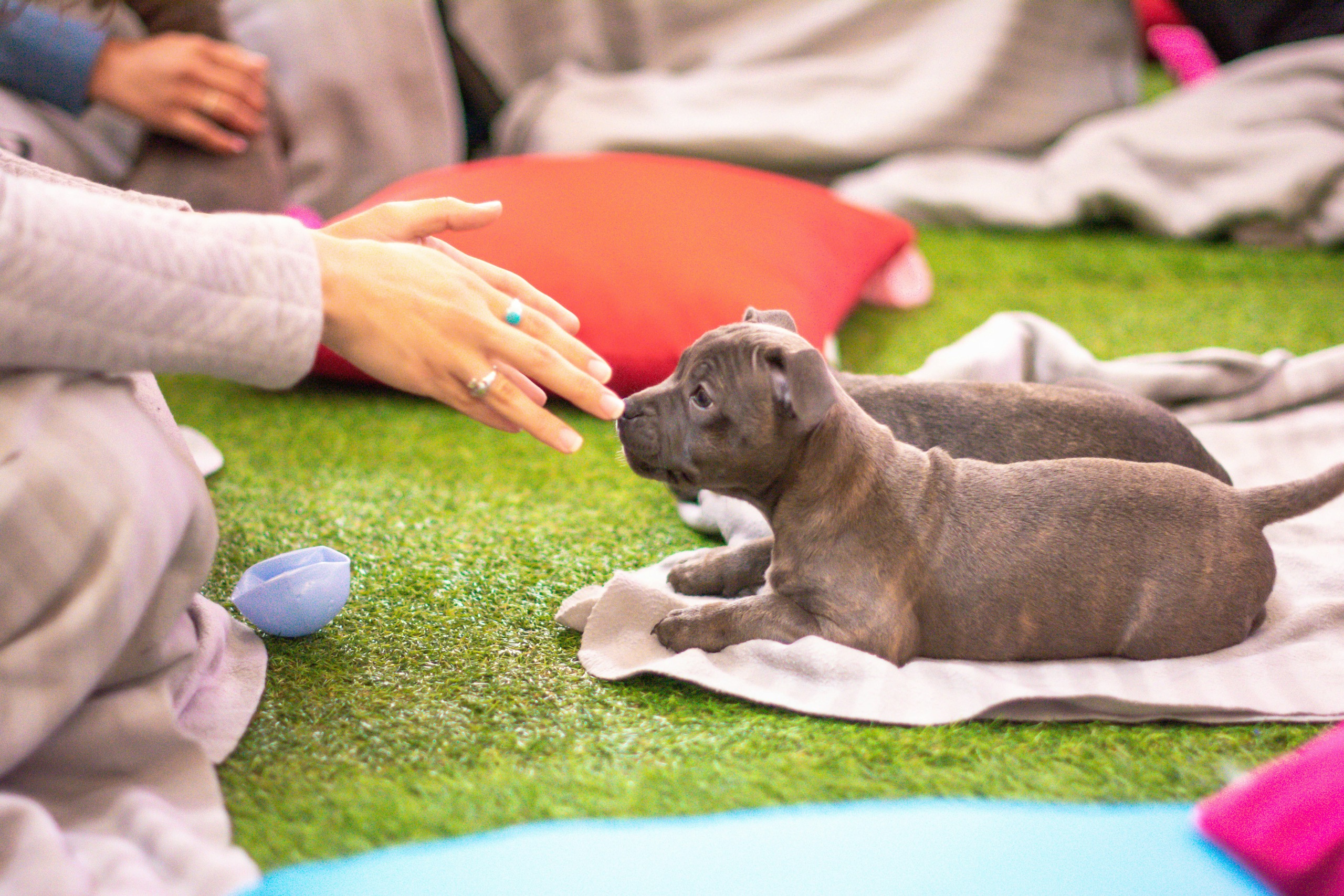 Why therapy dogs are happy dogs DSC 3761