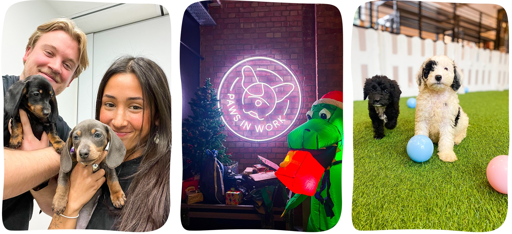 inside paws hq - december