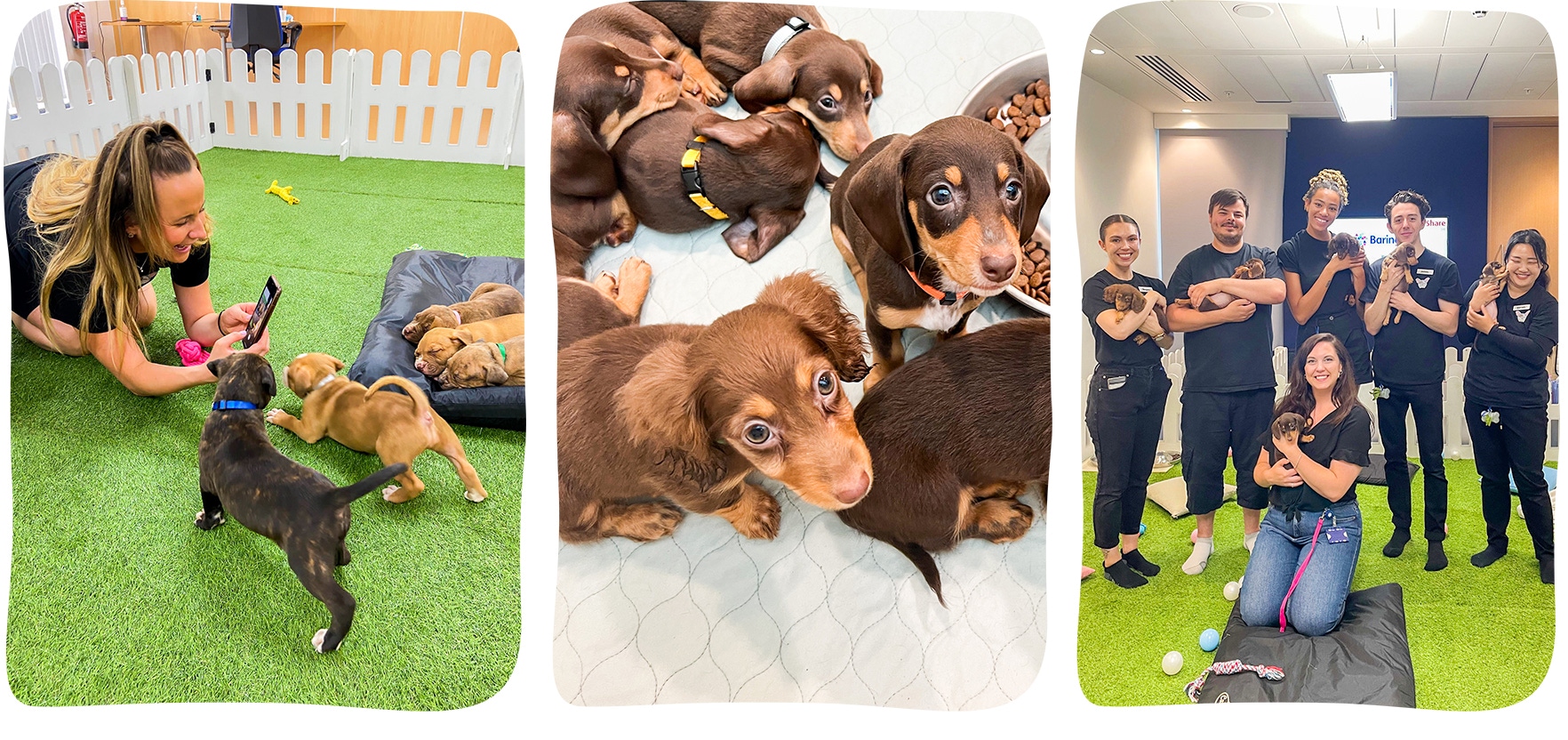 inside paws hq-puppy therapy specialists