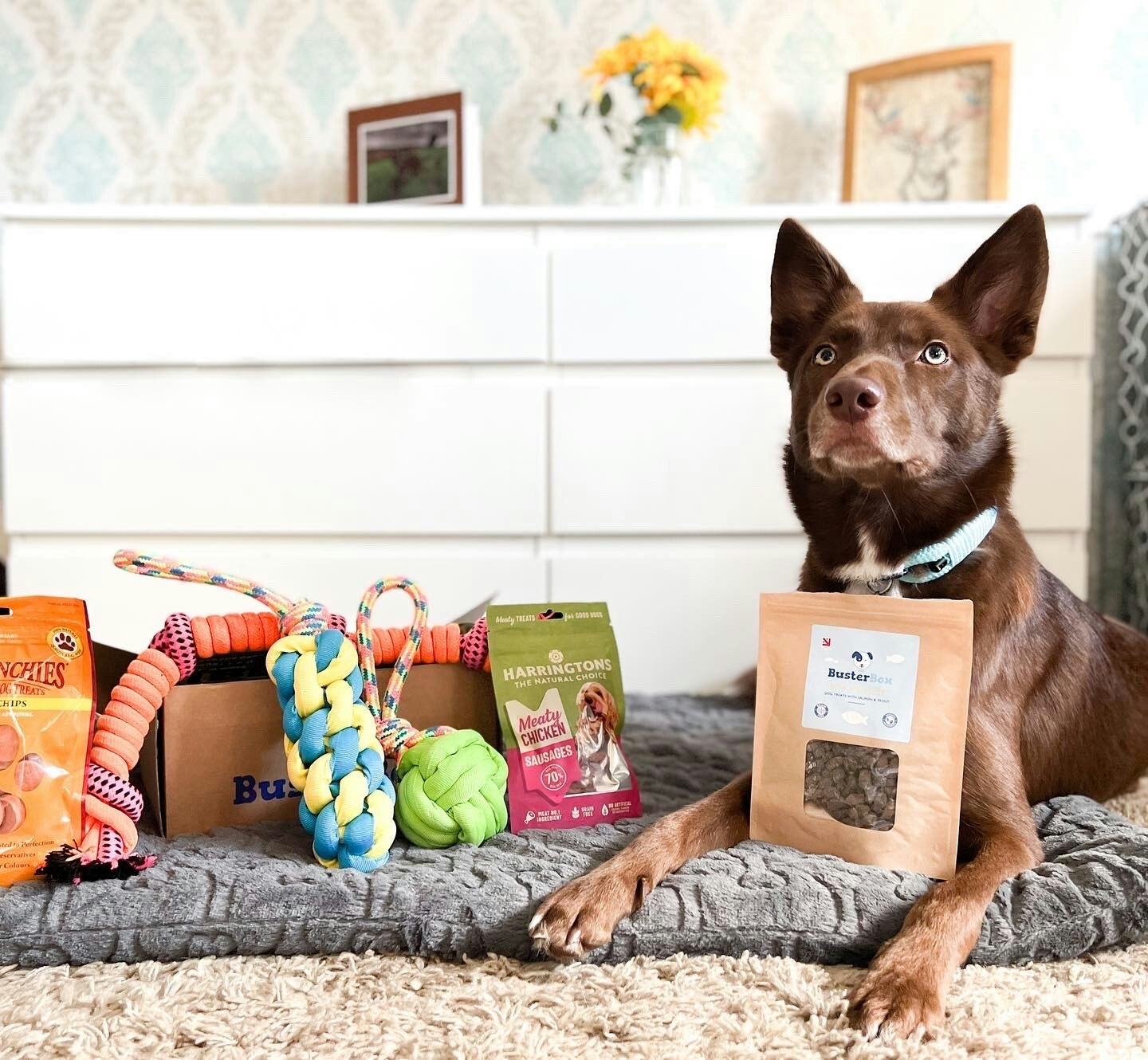 Paws In Work Your Guide To Dealing With Separation Anxiety In Dogs paws-in-work-your-guide-to-dealing-with-separation-anxiety-in-dogs