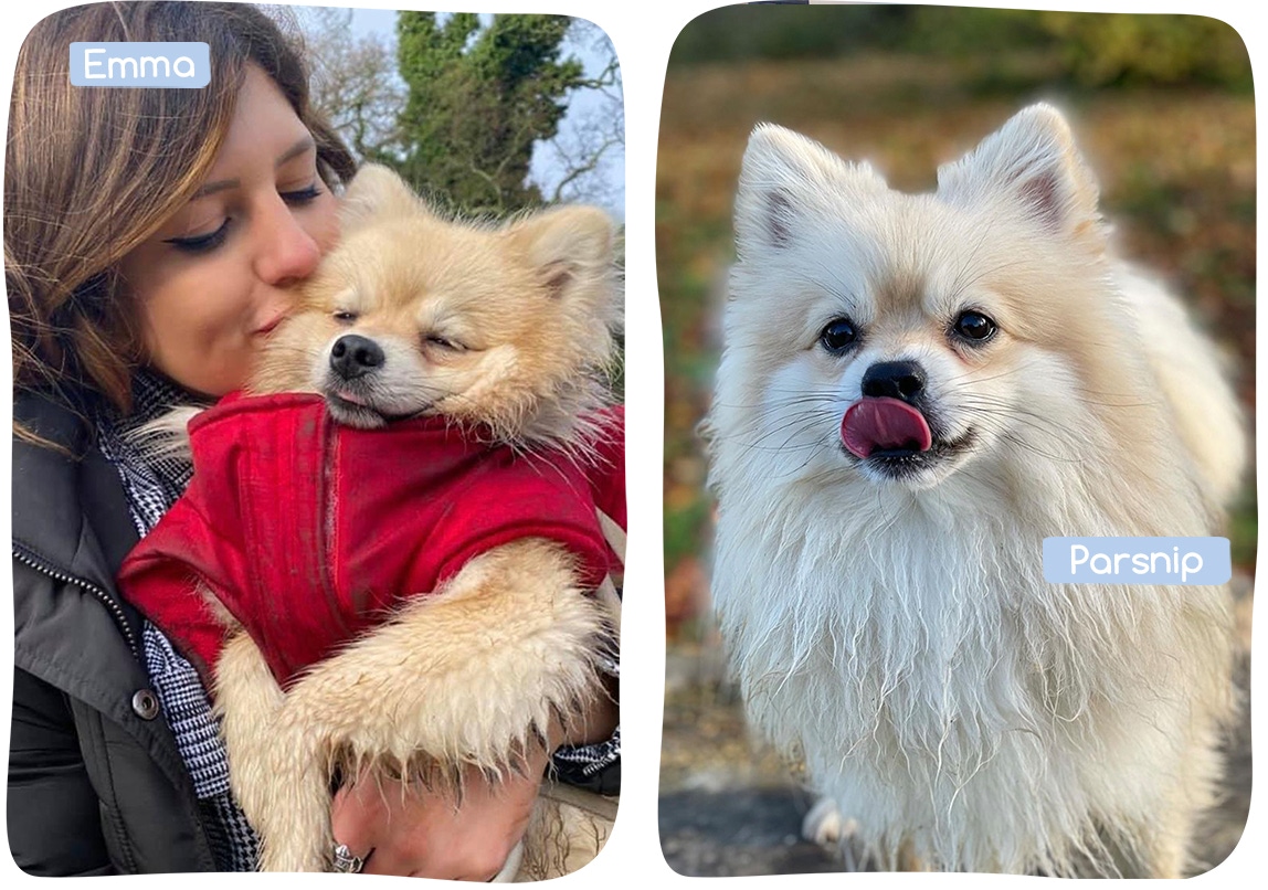 parsnip & emma - office dogs