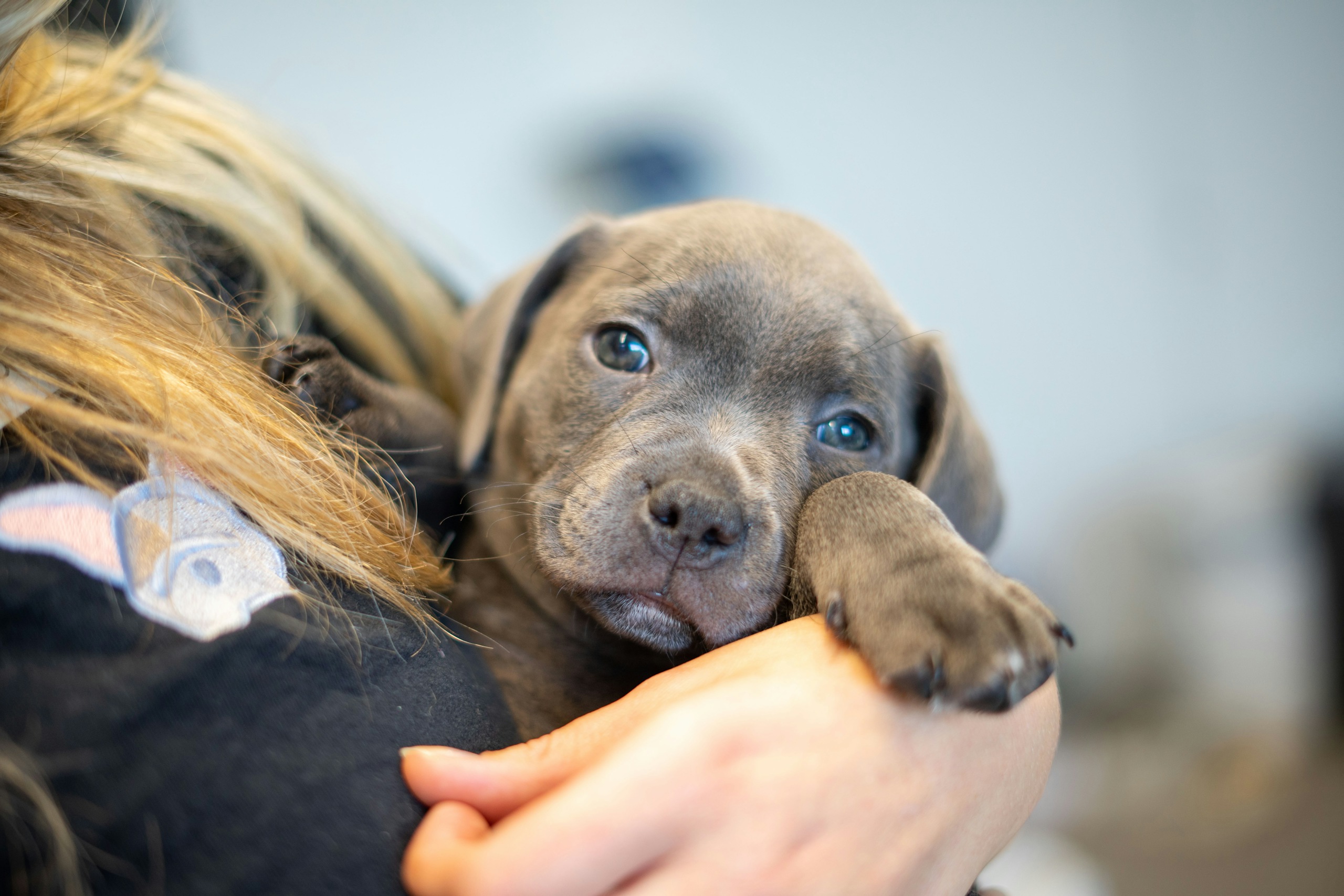 Breed Spotlight: Staffordshire Bull Terrier