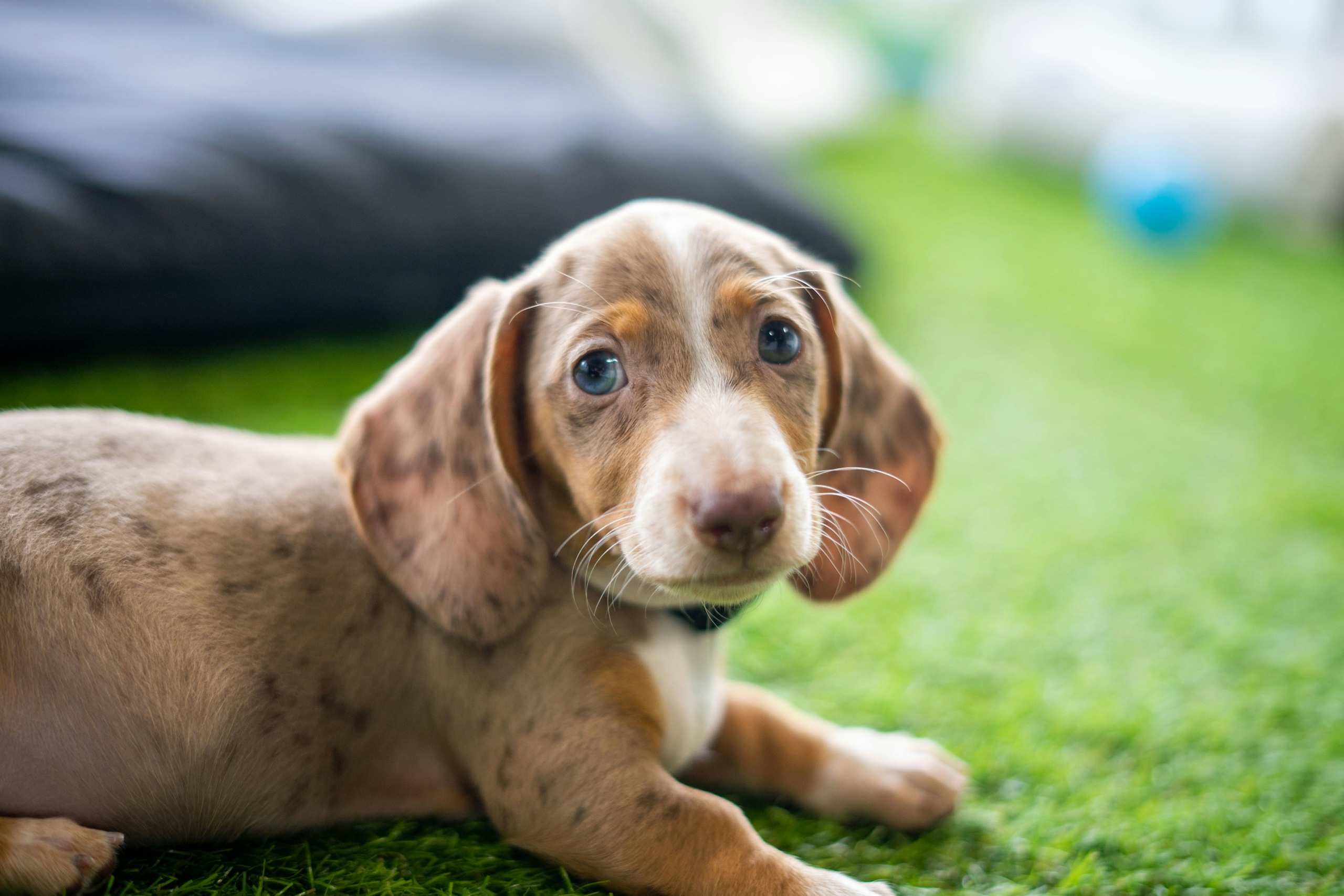 Paws In Work If My Puppy Cries Should I Pick Them Up paws-in-work-if-my-puppy-cries-should-i-pick-them-up