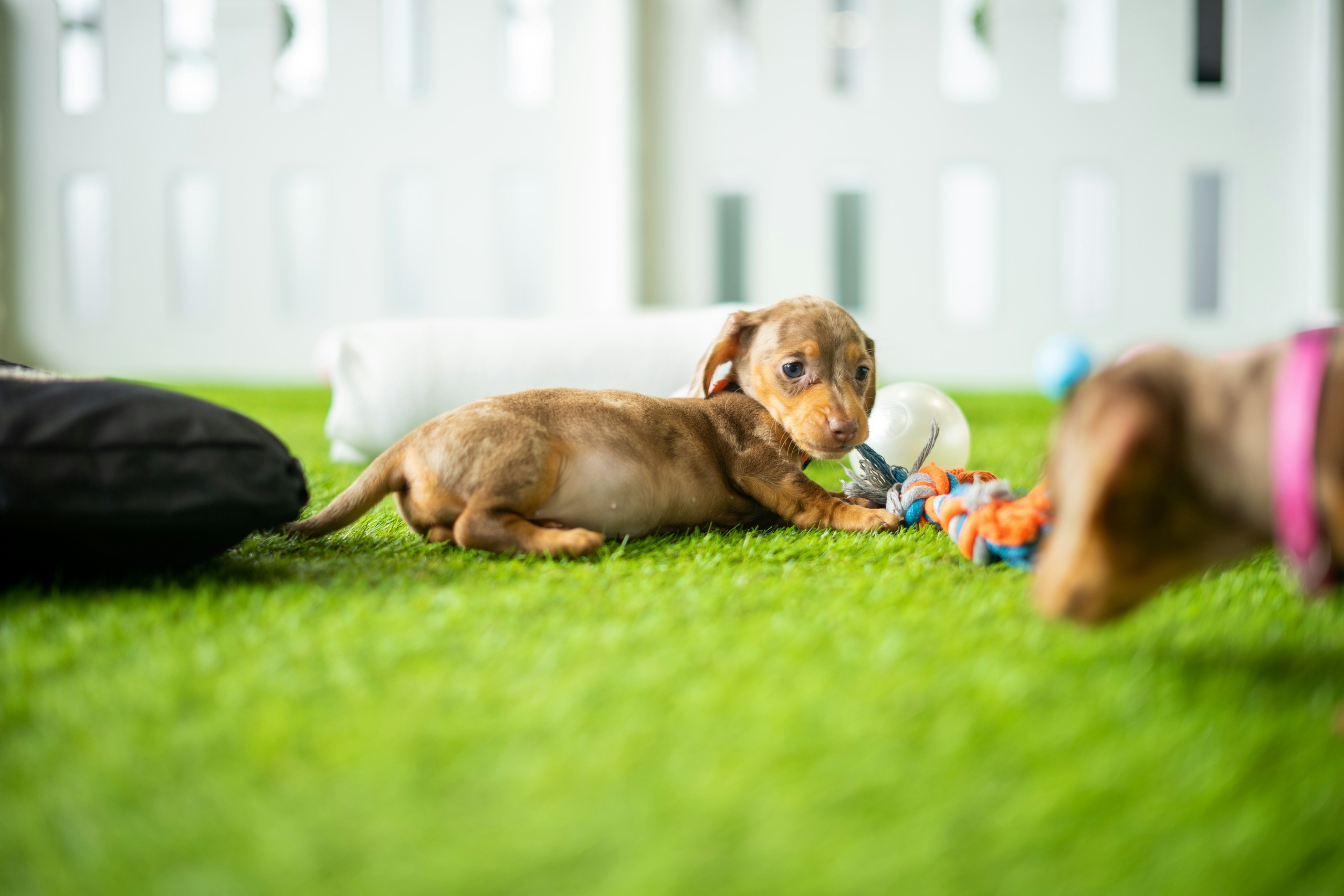 How to keep your dog cool in the summer