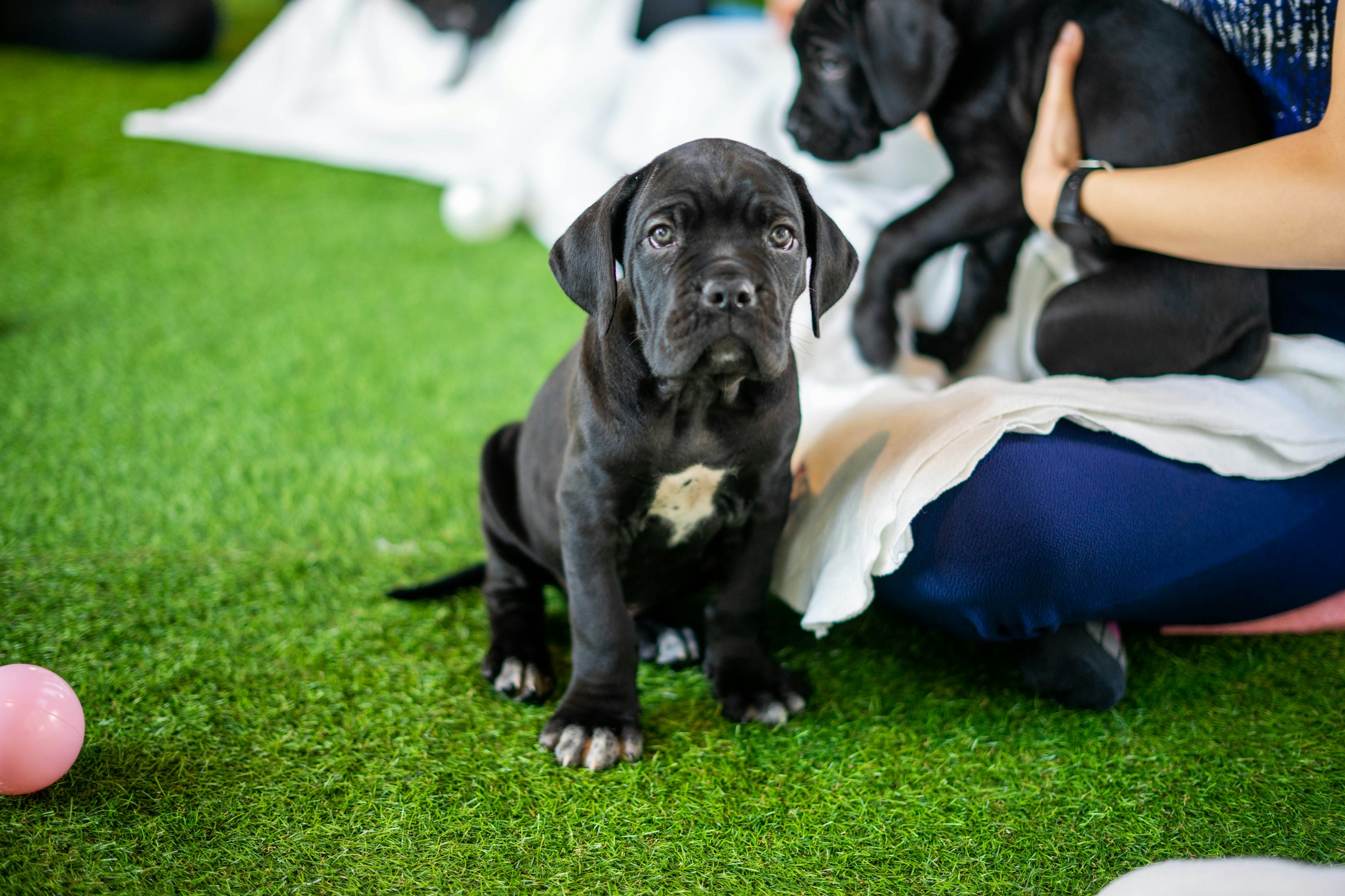 How to prepare for your first litter of puppies