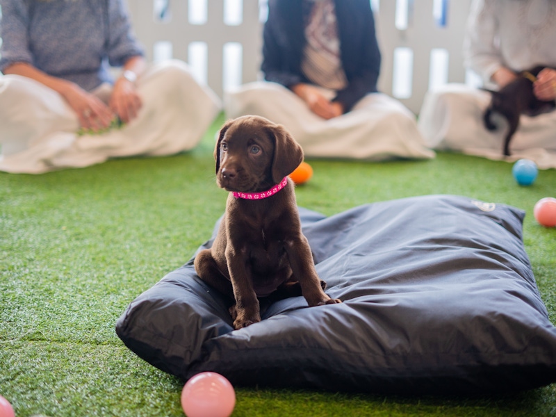 puppy socialisation: what are the benefits?