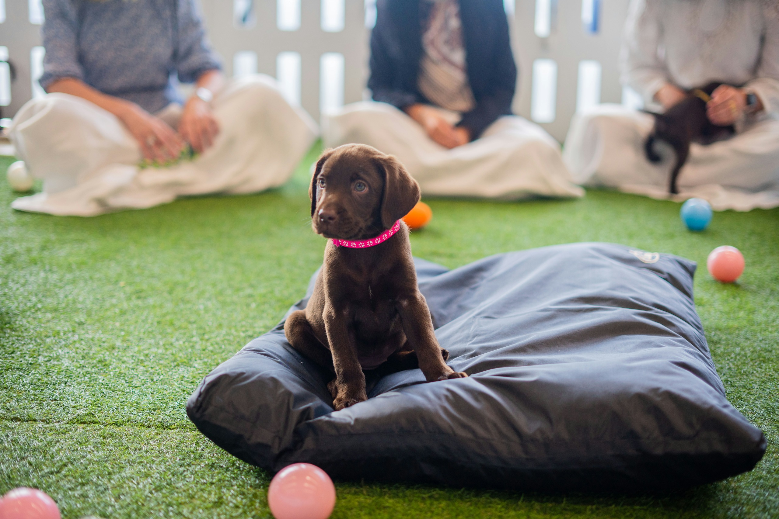 puppy socialisation: what are the benefits?