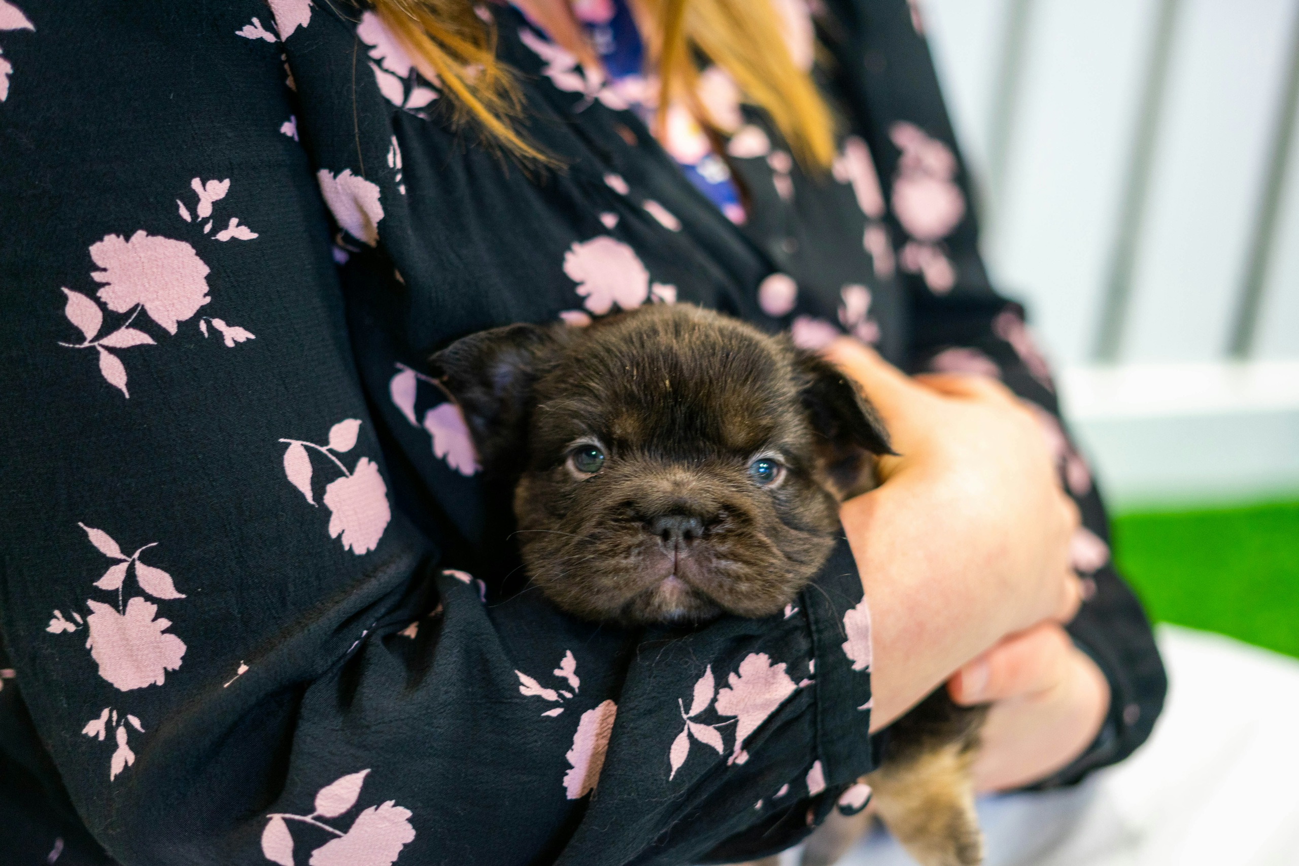 inside paws hq - december