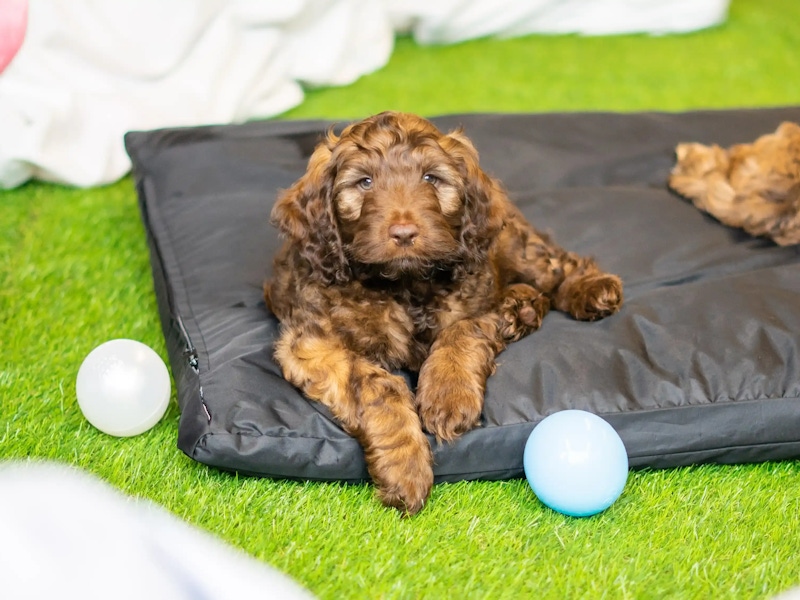 A guide to ethical dog breeding