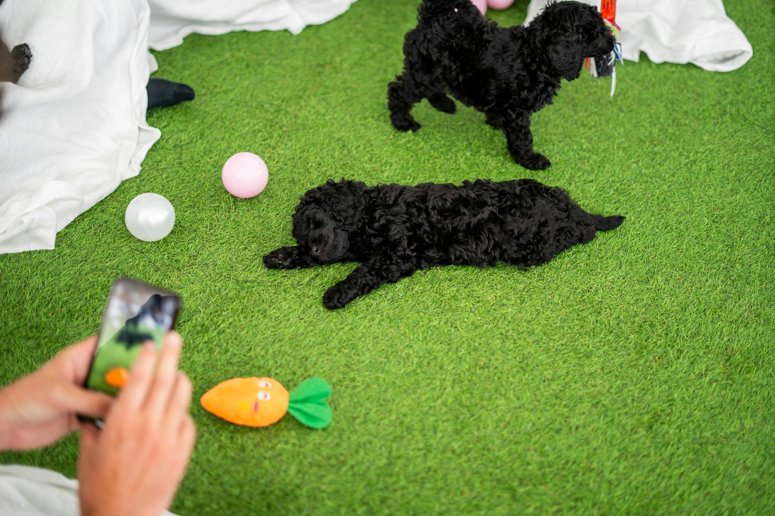 Breed Spotlight: Standard Poodles