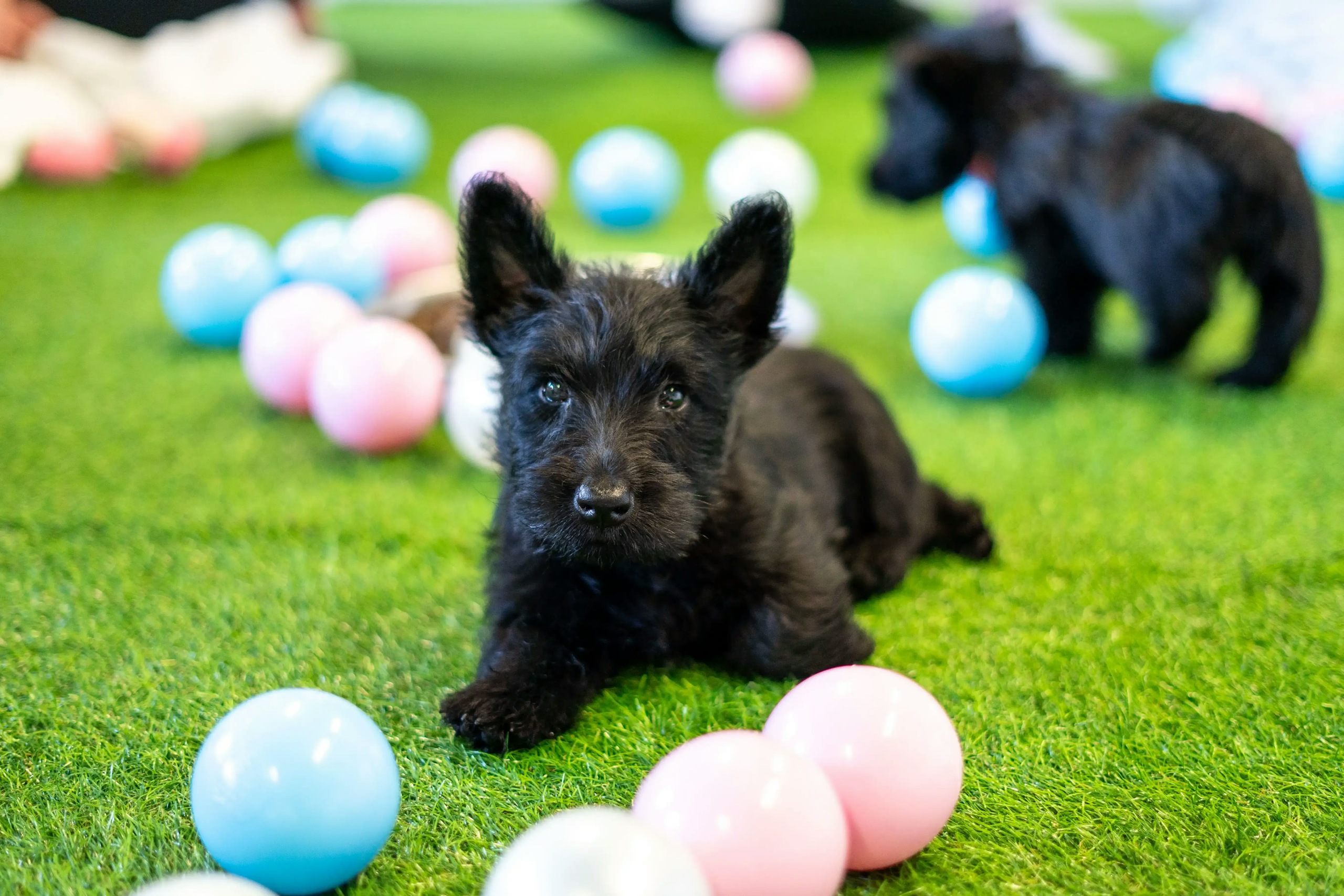 Inside Paws HQ - Puppy Therapy specialists
