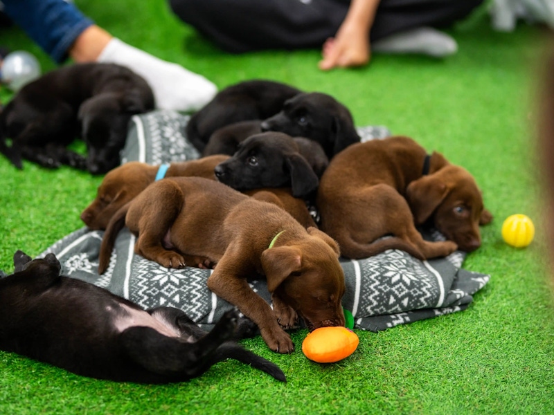 Do puppies need a lot of sleep?