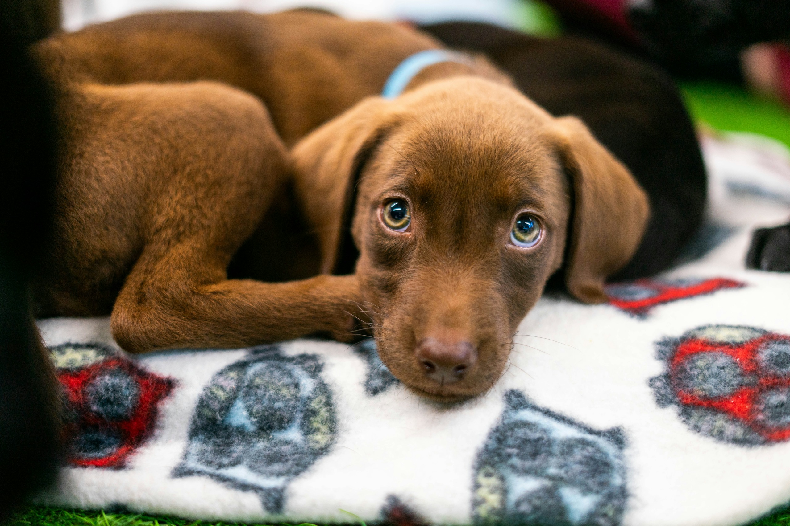 Inside Paws - Puppy therapy