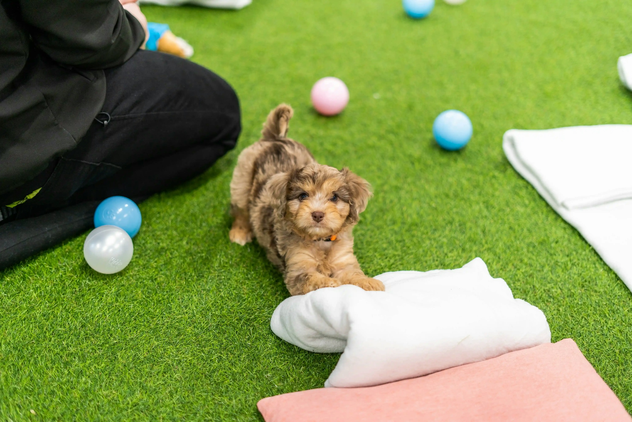 What's the perfect age to re-home your puppy?