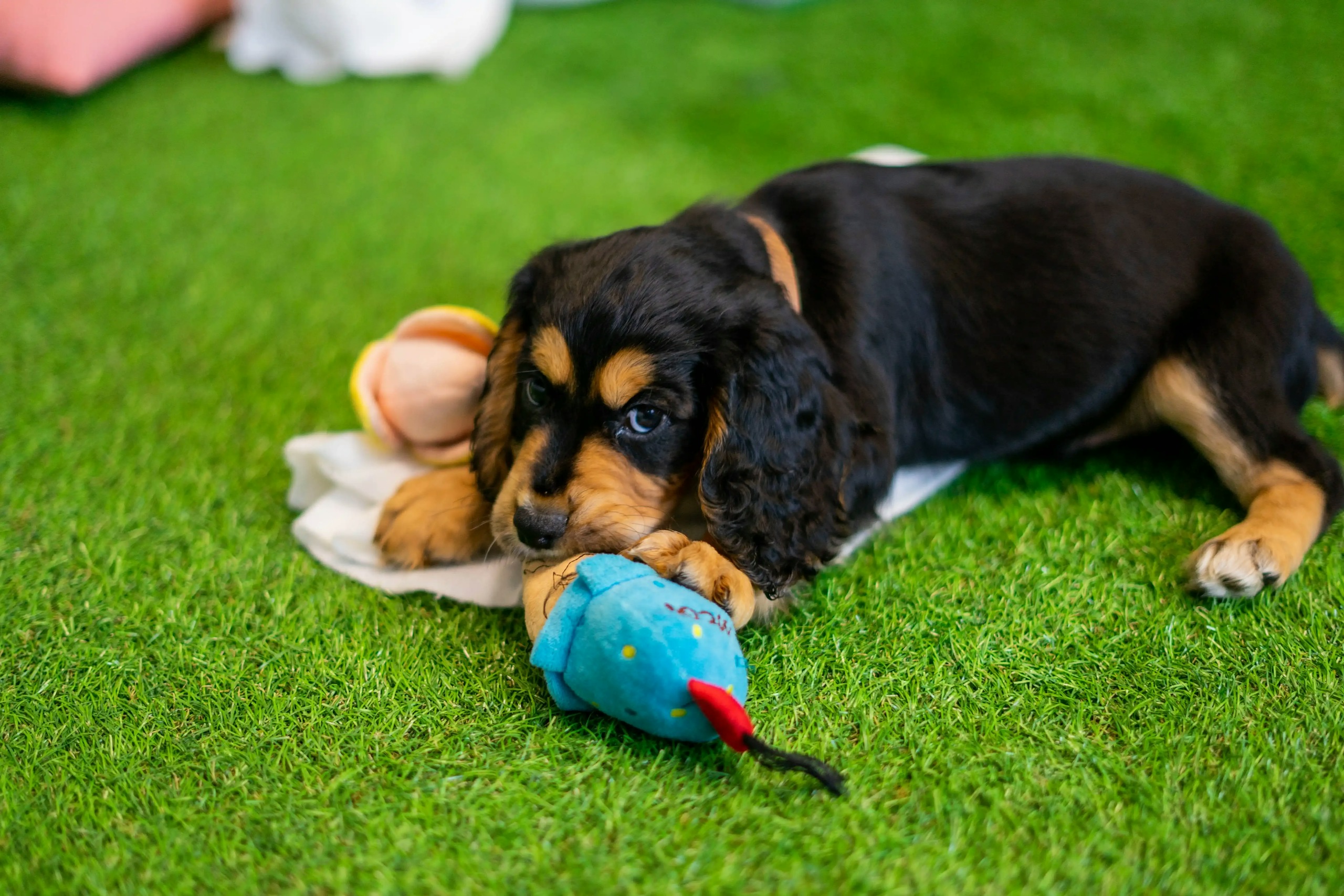 Inside Paws HQ - June