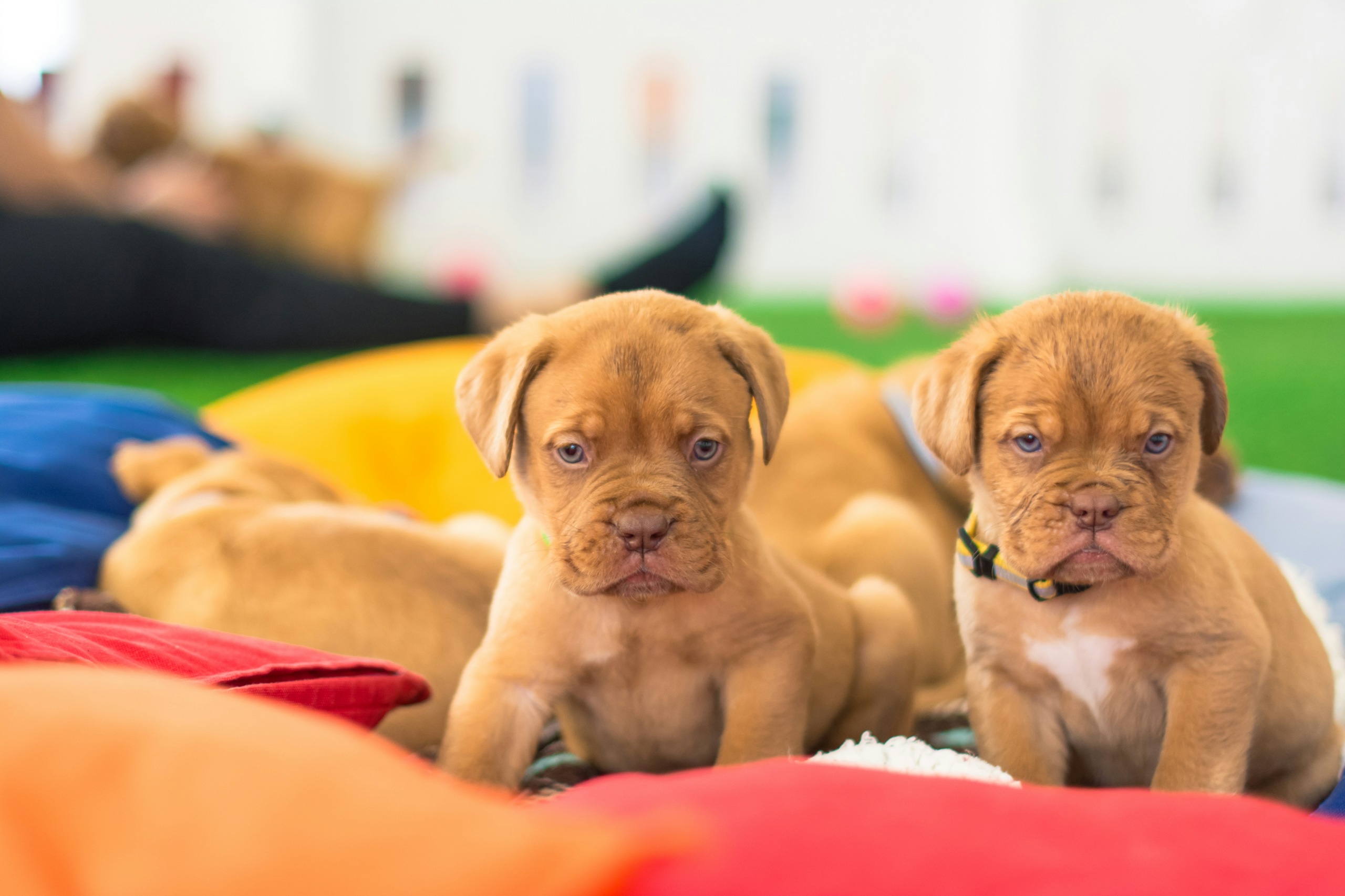 Find French Mastiff Puppy Pricing Estimates In Kakinada, Andhra Pradesh.