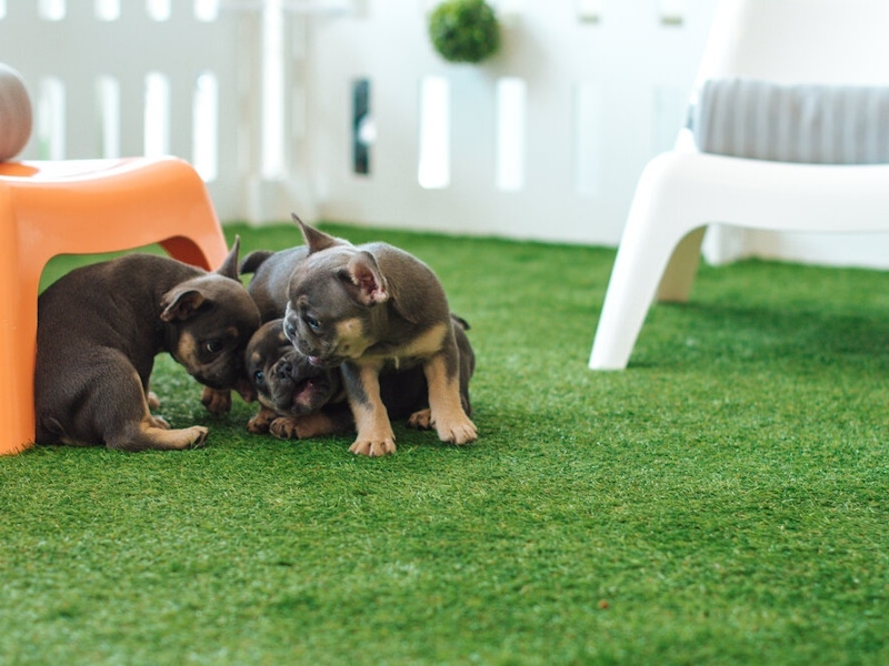 Happy puppies playing