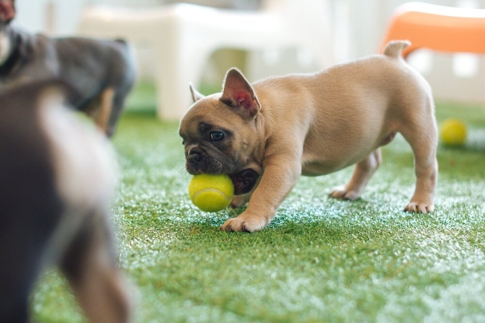 Pup with ball