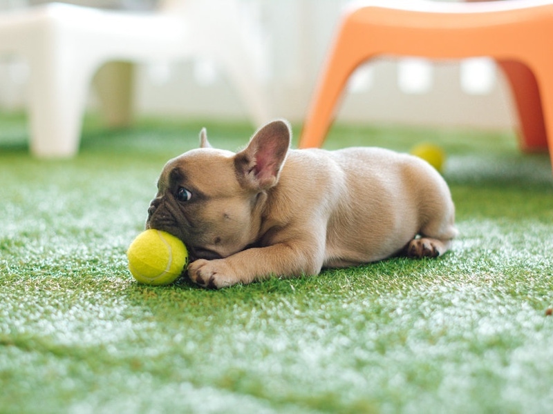 French bulldog