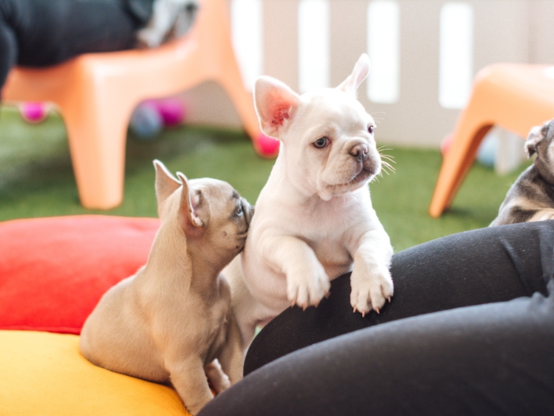 puppies saying hi