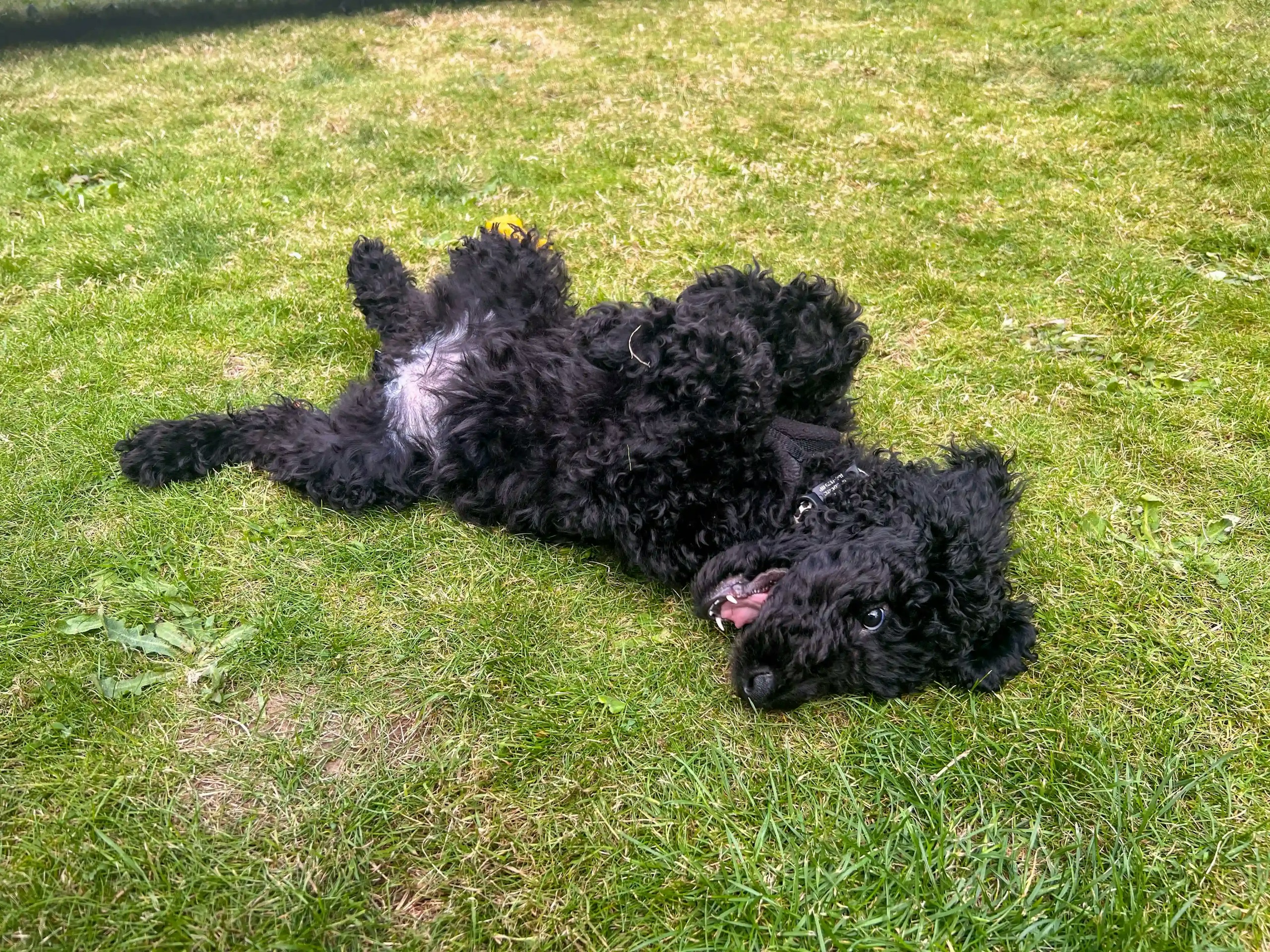Paws in work socialisation programme