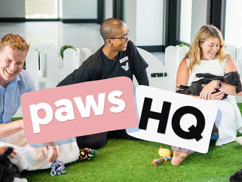 Paws HQ Blog Thumbnail High res copy