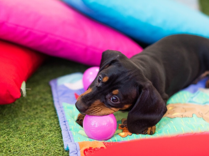 Puppy playing