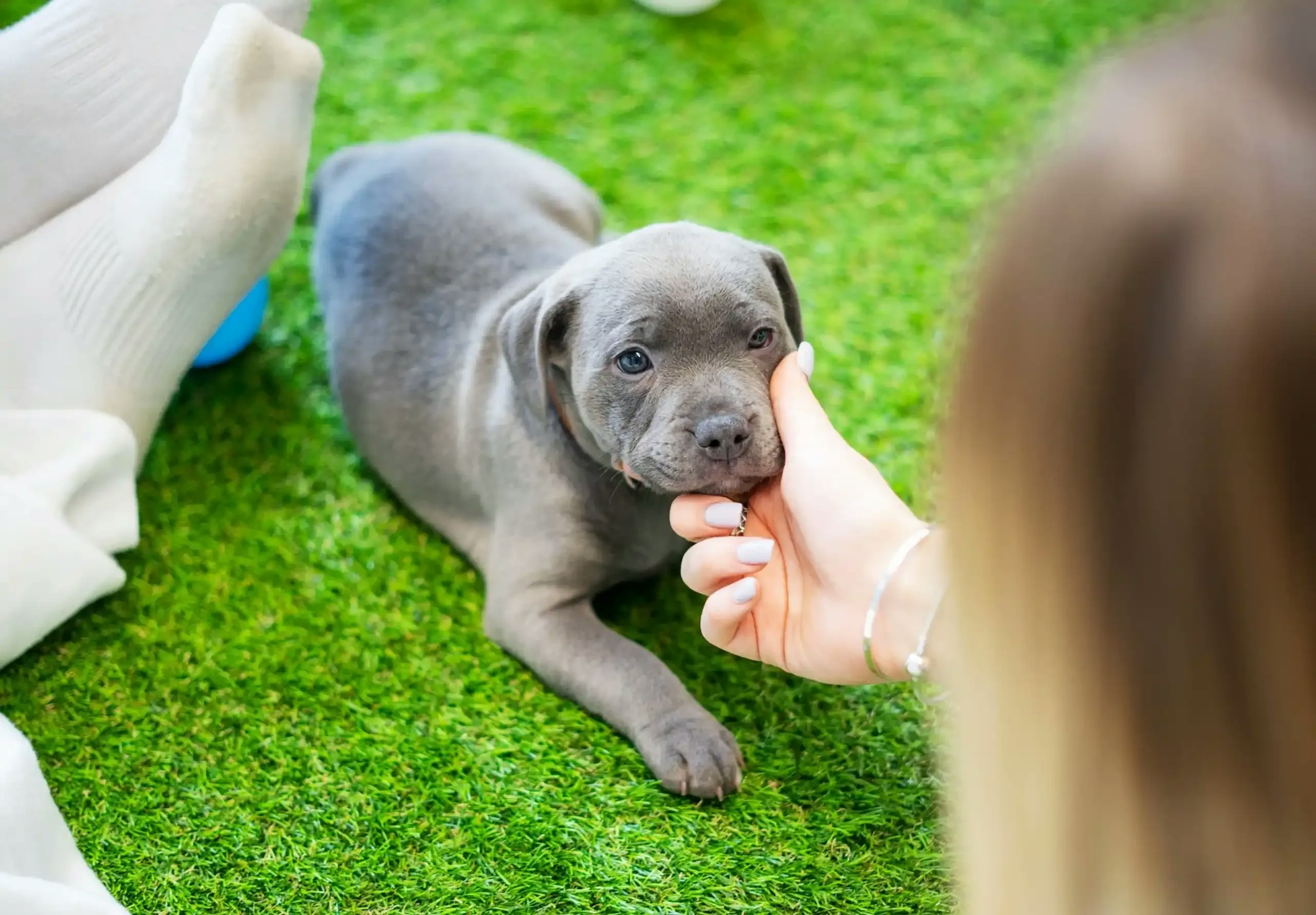 The puppies welfare option 2