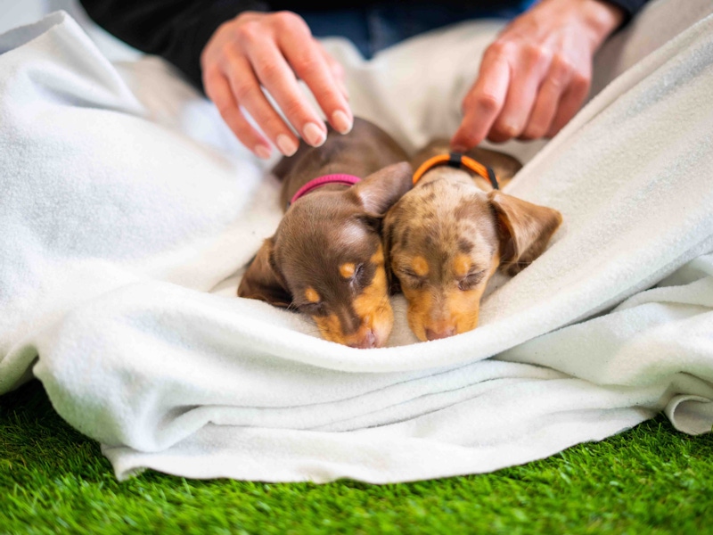 Puppy weight gain: what you need to know