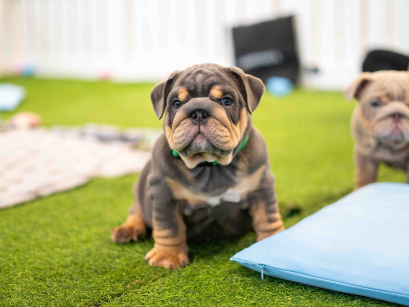 What is the appropriate amount of exercise for my puppy?