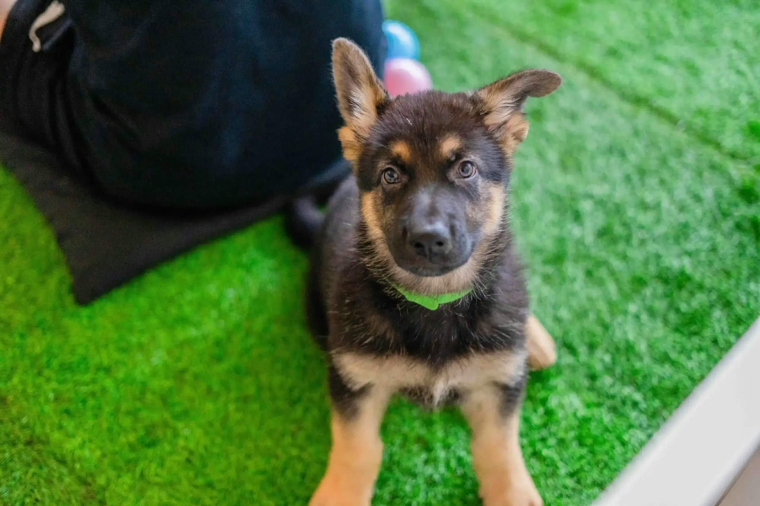 Puppy weight gain: what you need to know